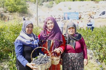 Antalya’da Aronya hasadı başladı