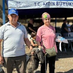 Aydın Büyükşehir Belediyesi Üreticilere Sakız Koçu, Sakız Koyunu, Çine Çaparı ve Honamlı Keçisi Hibe Etmeye Devam Ediyor