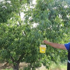 Büyükşehir’den Akdeniz Meyve Sineği’ne Tuzak