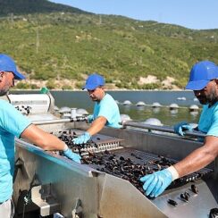 CarrefourSA’dan Mavi Ekonomi ile Sürdürülebilir Deniz Ürünleri Atağı