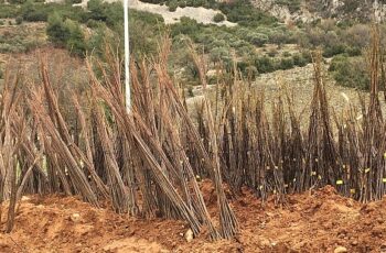 Muğla Büyükşehir Belediyesi “Her Kapıda Bir Fidan” projesi ile ücretsiz fidan dağıtımına başlıyor.