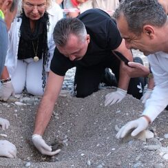 Son caretta caretta yuvaları açıldı