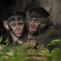 Tsunamiden Ciddi Hasar Gören Nicobar Adalarının Değişimini anlatan ‘Nicobar Adaları: Bir Maymunun Öyküsü’ 14 Eylül Cumartesi Günü 21.00’de National Geographic WILD Ekranlarında!