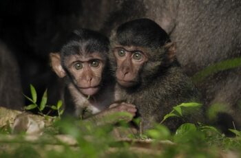 Tsunamiden Ciddi Hasar Gören Nicobar Adalarının Değişimini anlatan ‘Nicobar Adaları: Bir Maymunun Öyküsü’ 14 Eylül Cumartesi Günü 21.00’de National Geographic WILD Ekranlarında!