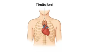 Timüs Bezi Nedir? Görevi ve İnsan Sağlığına Etkileri