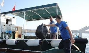 Büyükşehir Gökova Körfezi’nden Günlük 3 Bin 420 Kg. Çöp Topladı