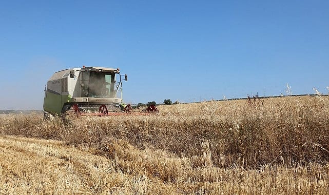 Nilüfer’de buğday hasadı başladı