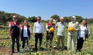 Meşhur Çeşme Kavununda Hasat Zamanı