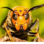 ‘Asya’nın Vahşi Eşek Arıları’, 6 Eylül Cumartesi 20.00’de National Geographic WILD Ekranlarında!